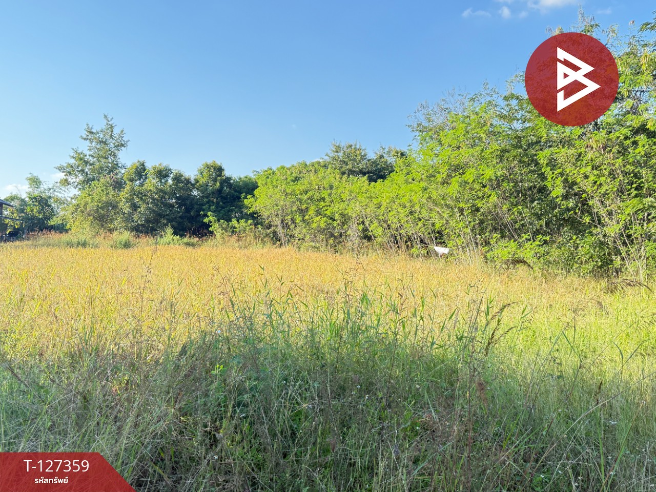 ขายที่ดินสวนลำไย เนื้อที่ 8 ไร่ 8 ตารางวา ต.ป่าสัก เมืองลำพูน 6