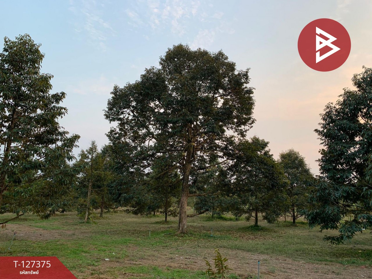 ขายที่ดิน เนื้อที่ 25 ไร่ 3 งาน 62 ตร.วา ขลุง จันทบุรี 7