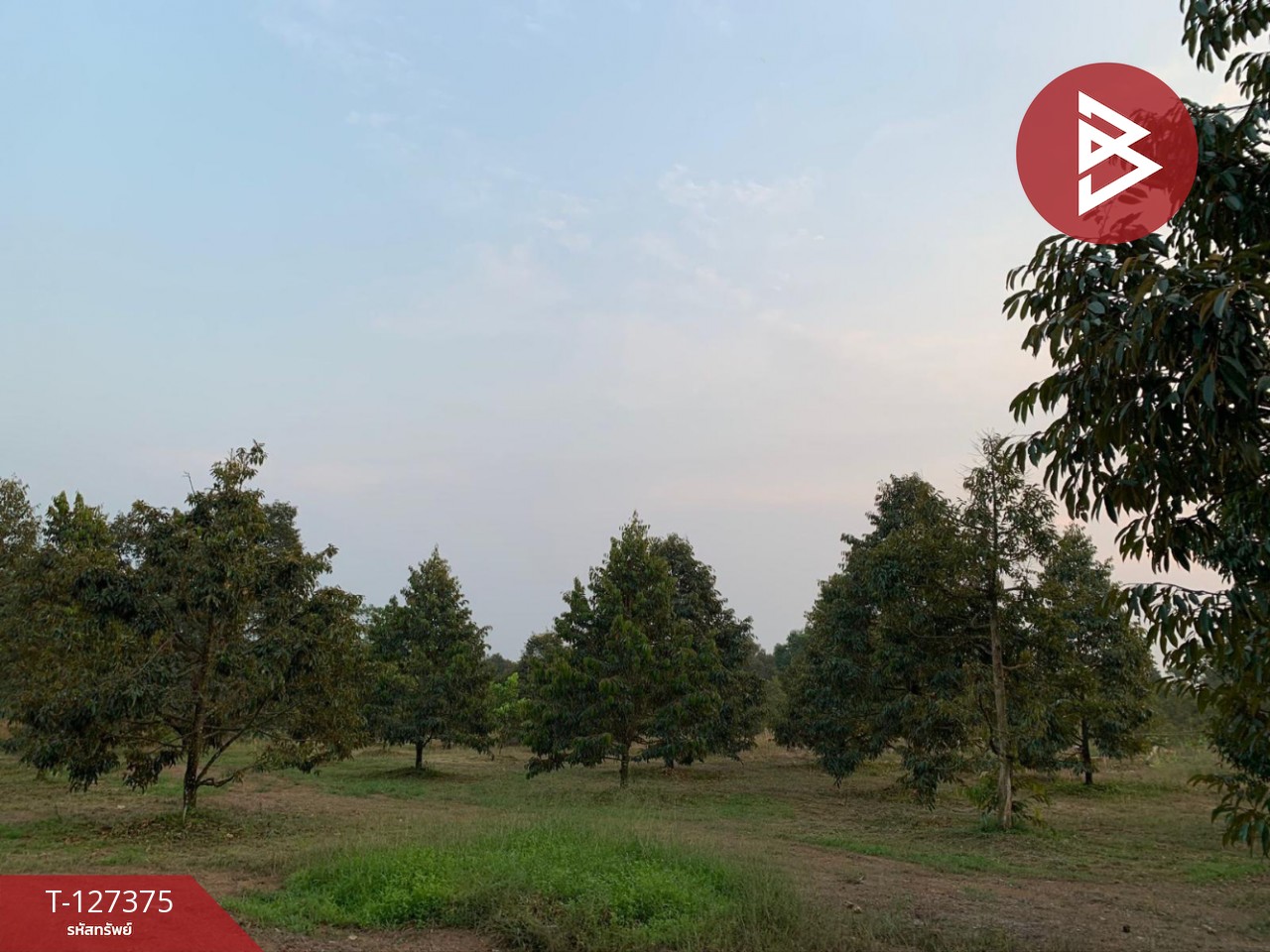 ขายที่ดิน เนื้อที่ 25 ไร่ 3 งาน 62 ตร.วา ขลุง จันทบุรี 6