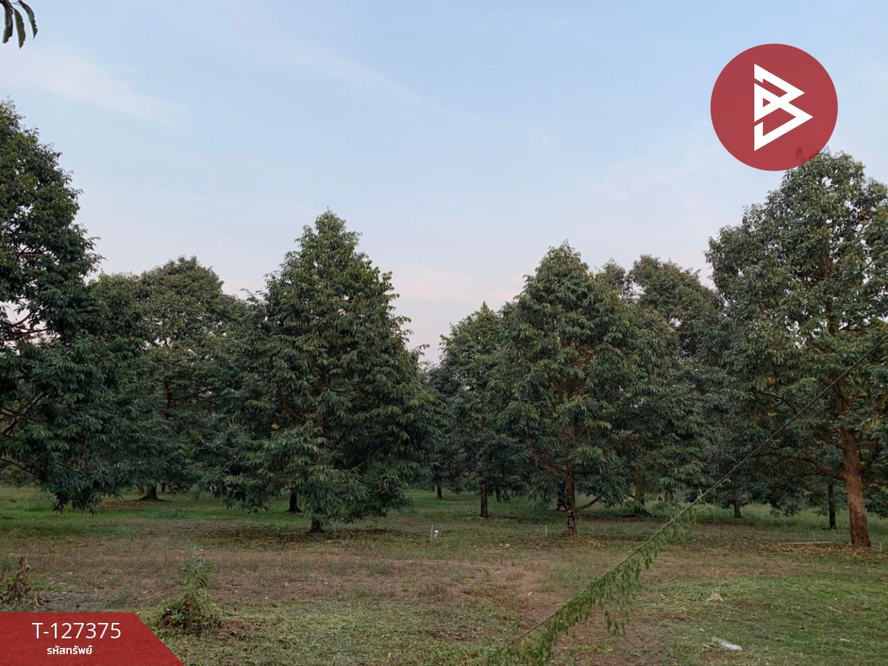 ขายที่ดิน เนื้อที่ 25 ไร่ 3 งาน 62 ตร.วา ขลุง จันทบุรี 2