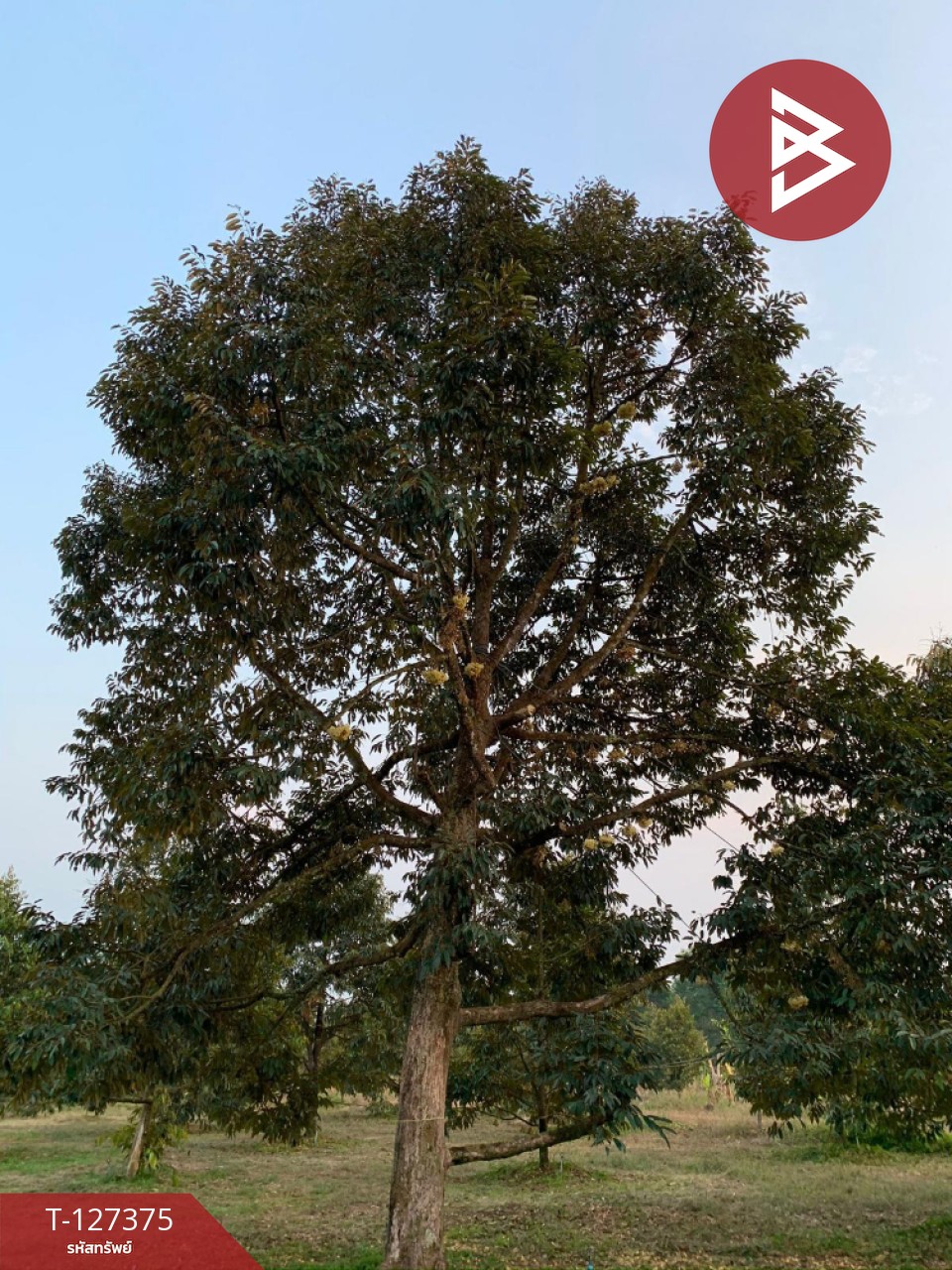 ขายที่ดิน เนื้อที่ 25 ไร่ 3 งาน 62 ตร.วา ขลุง จันทบุรี 5