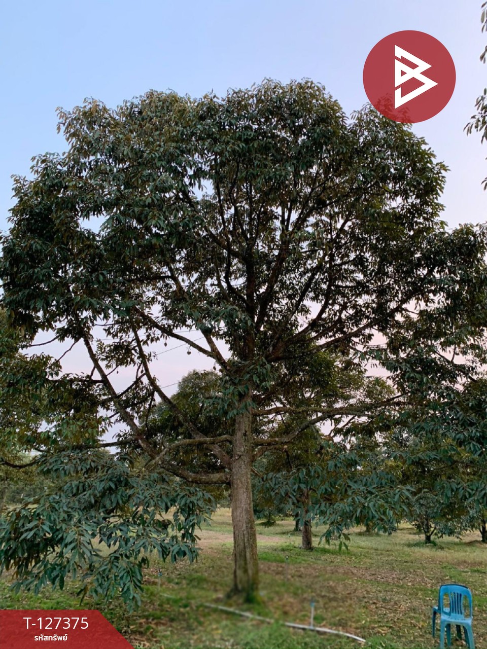 ขายที่ดิน เนื้อที่ 25 ไร่ 3 งาน 62 ตร.วา ขลุง จันทบุรี 8