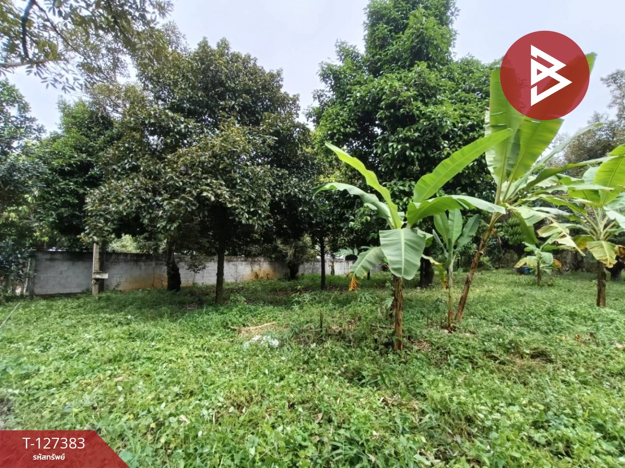 ขายที่ดินพร้อมสวน เนื้อที่ 2 งาน บ้านแลง ระยอง 6