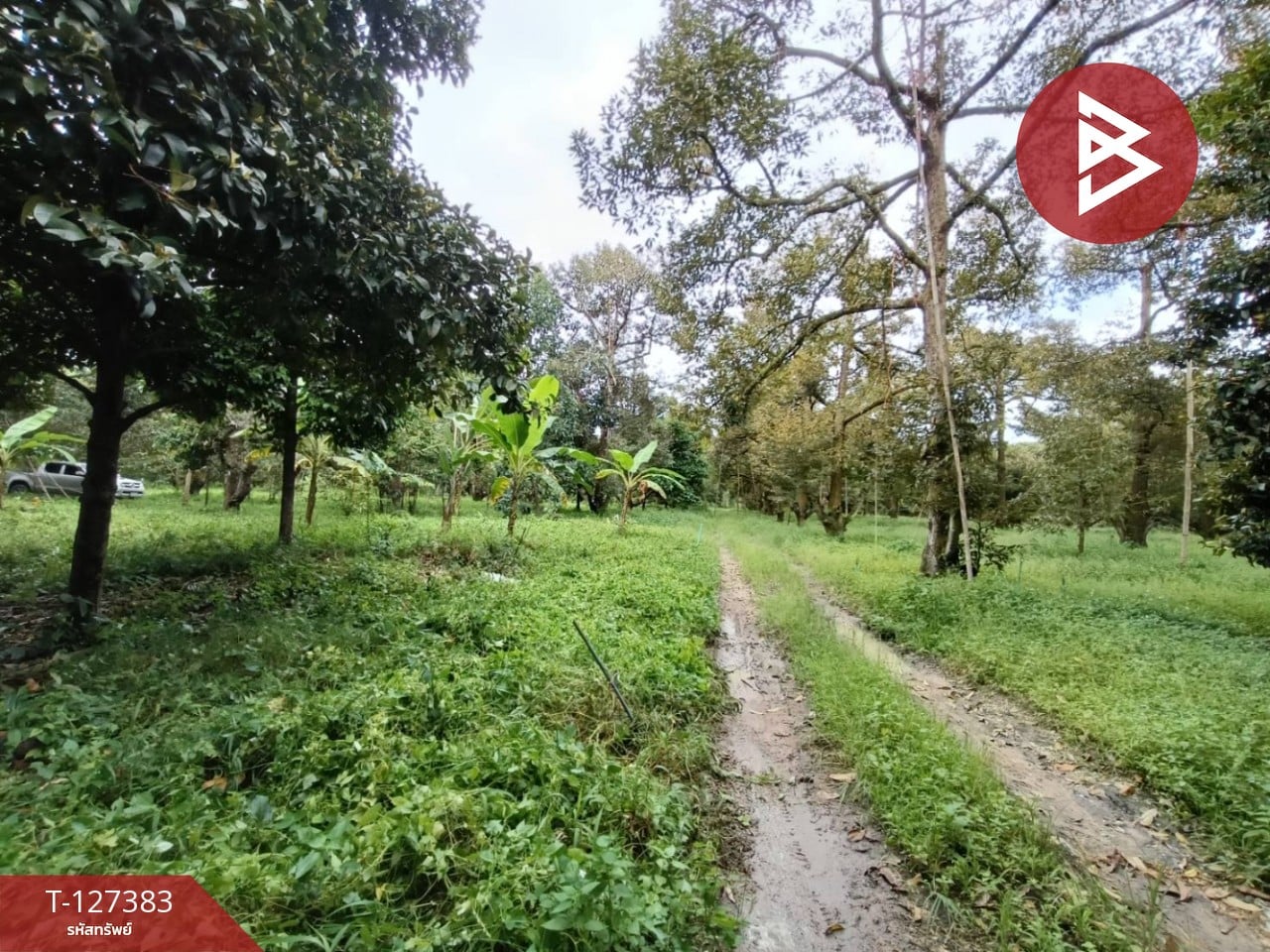 ขายที่ดินพร้อมสวน เนื้อที่ 2 งาน บ้านแลง ระยอง 1