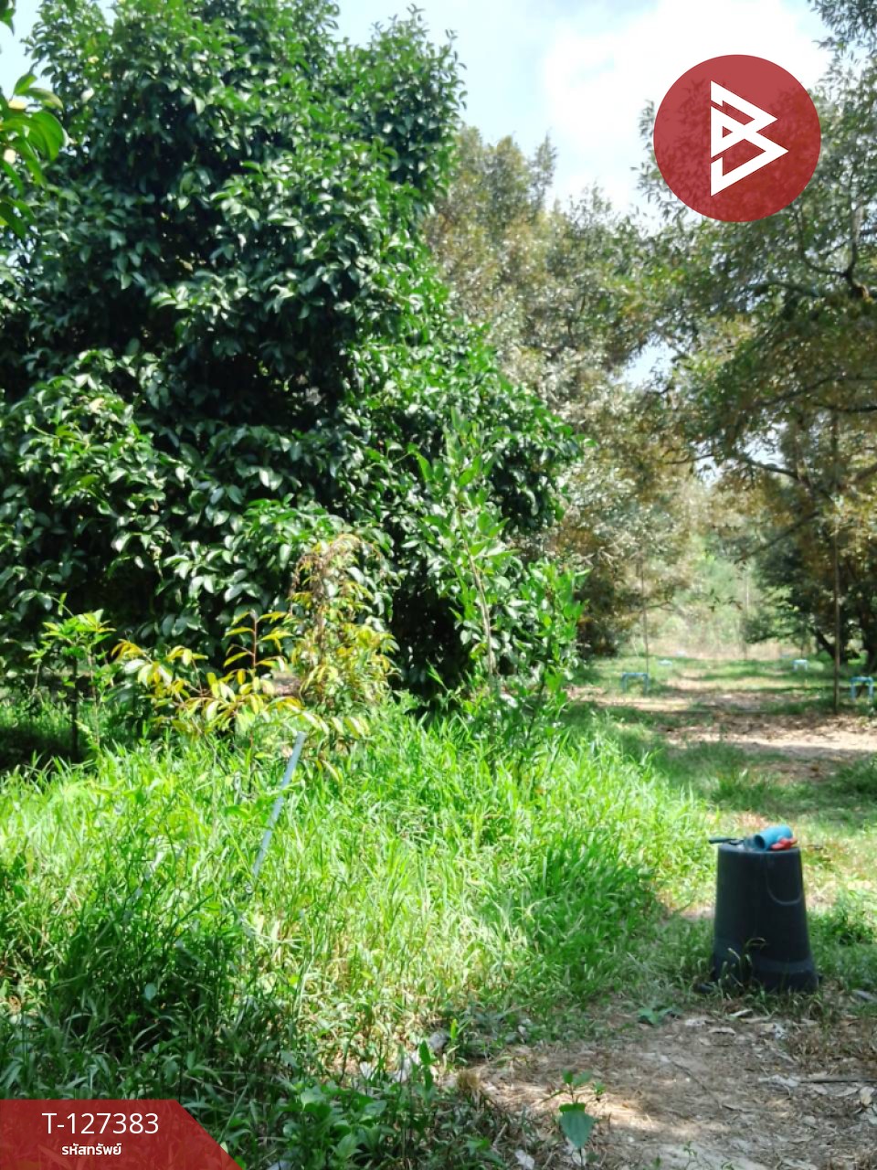 ขายที่ดินพร้อมสวน เนื้อที่ 2 งาน บ้านแลง ระยอง 10