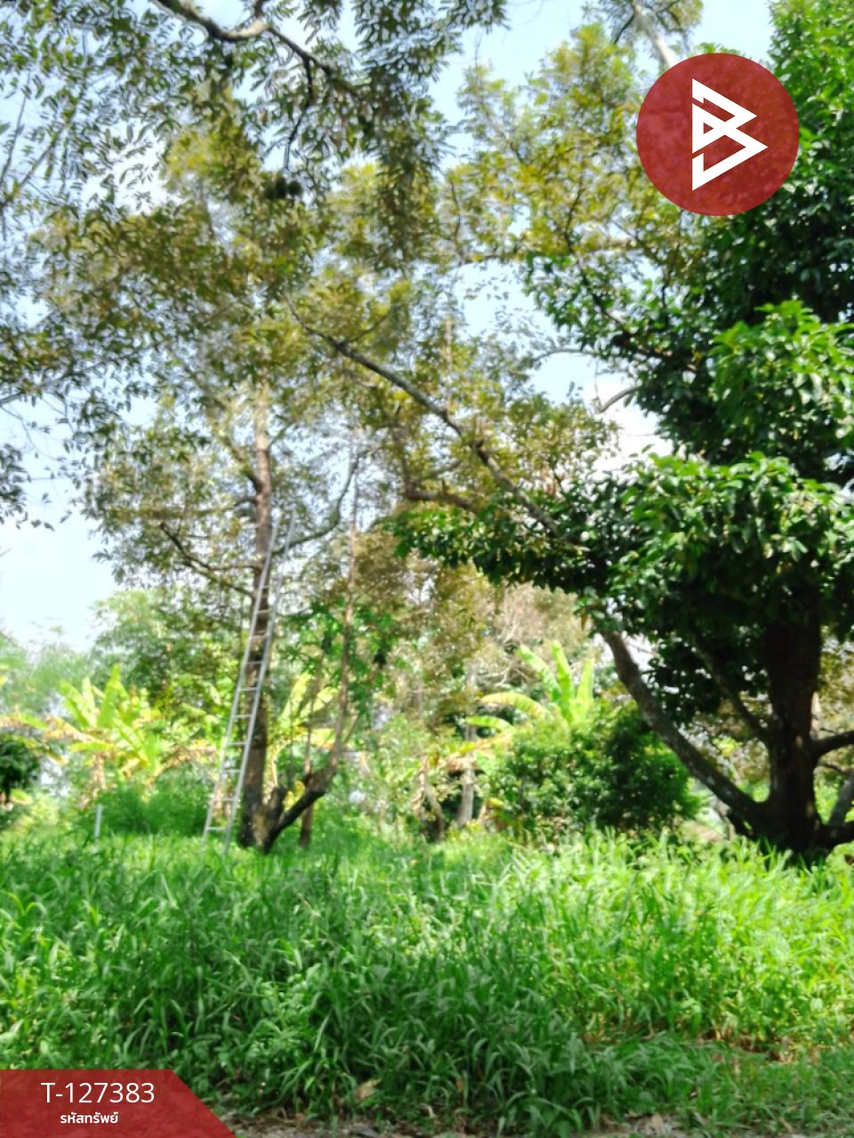 ขายที่ดินพร้อมสวน เนื้อที่ 2 งาน บ้านแลง ระยอง 5