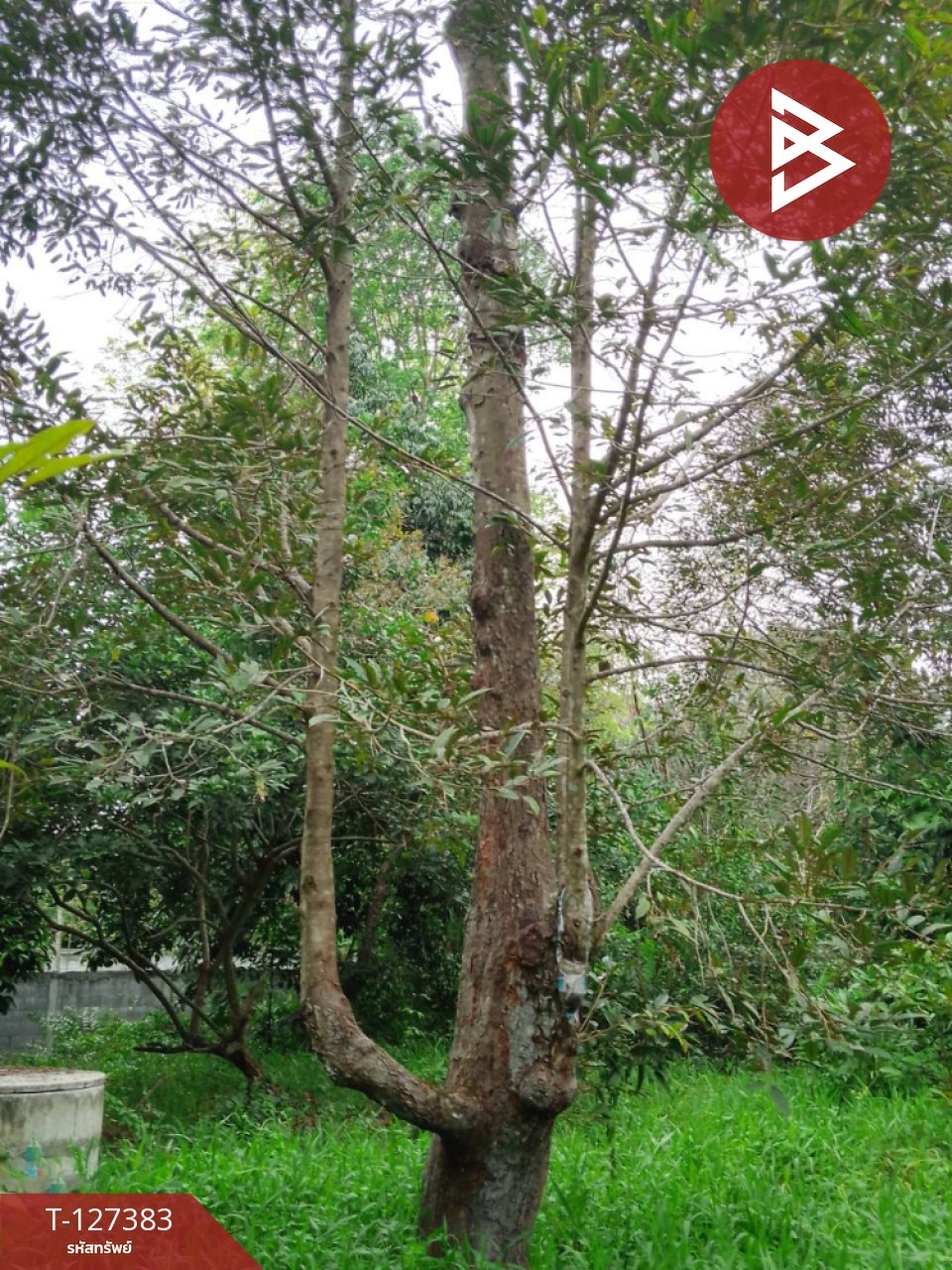 ขายที่ดินพร้อมสวน เนื้อที่ 2 งาน บ้านแลง ระยอง 4