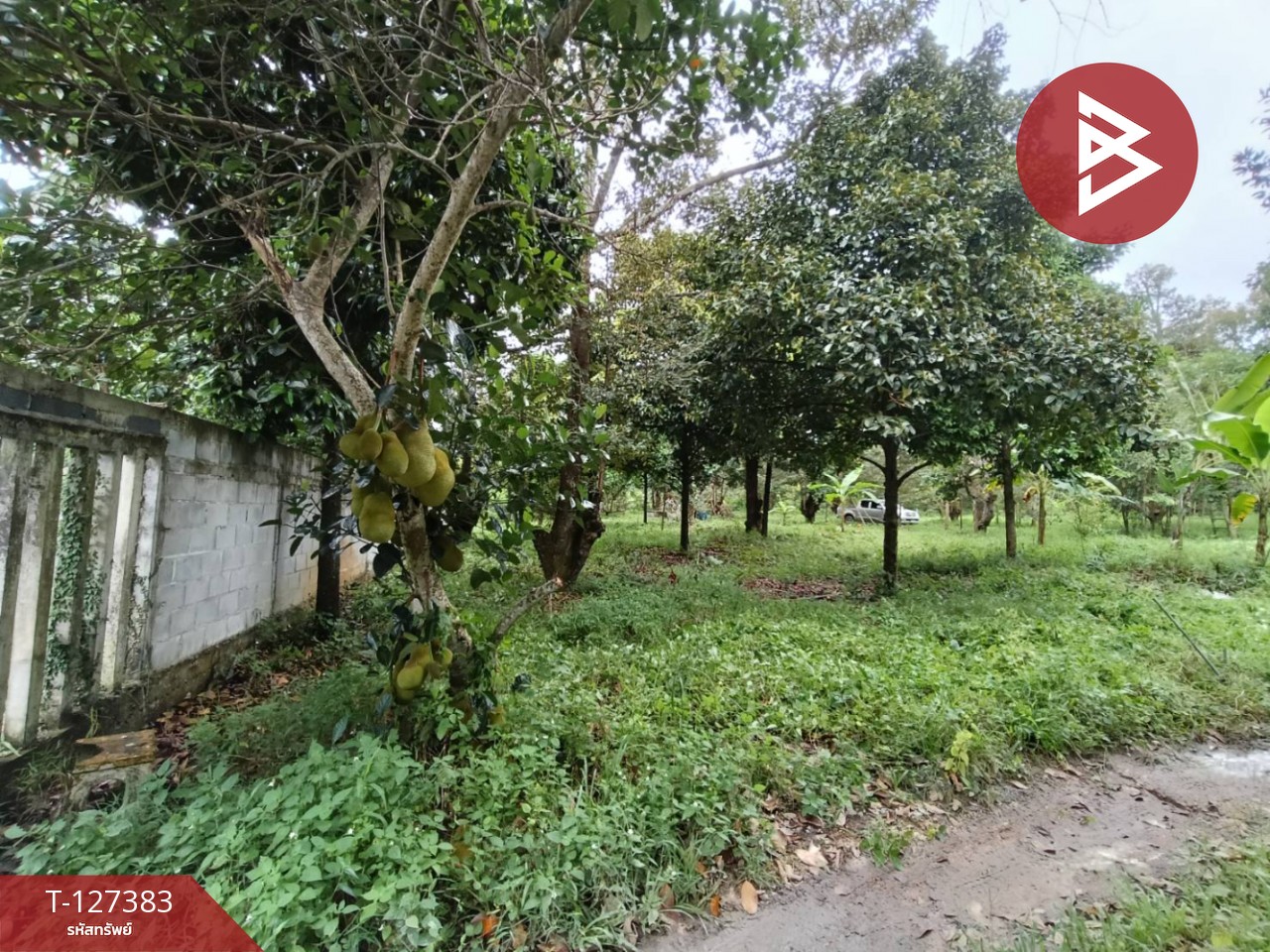 ขายที่ดินพร้อมสวน เนื้อที่ 2 งาน บ้านแลง ระยอง 7