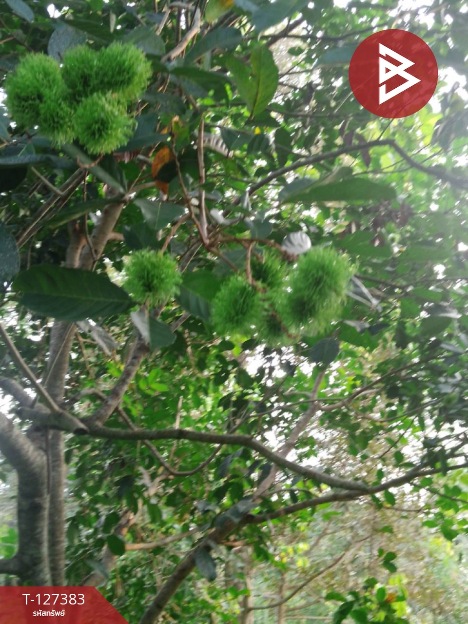 ขายที่ดินพร้อมสวน เนื้อที่ 2 งาน บ้านแลง ระยอง 12