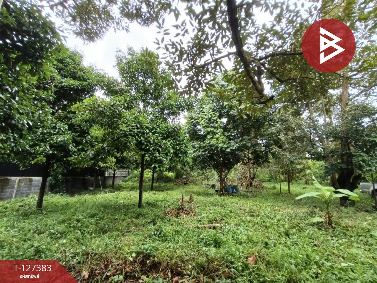 ขายที่ดินพร้อมสวน เนื้อที่ 2 งาน บ้านแลง ระยอง 9