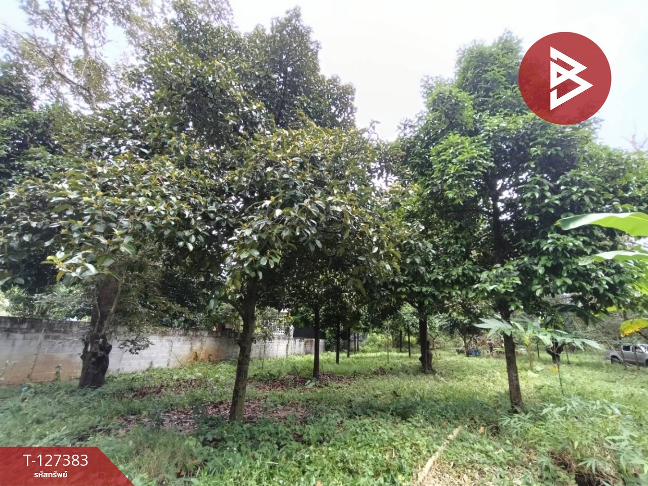 ขายที่ดินพร้อมสวน เนื้อที่ 2 งาน บ้านแลง ระยอง 3