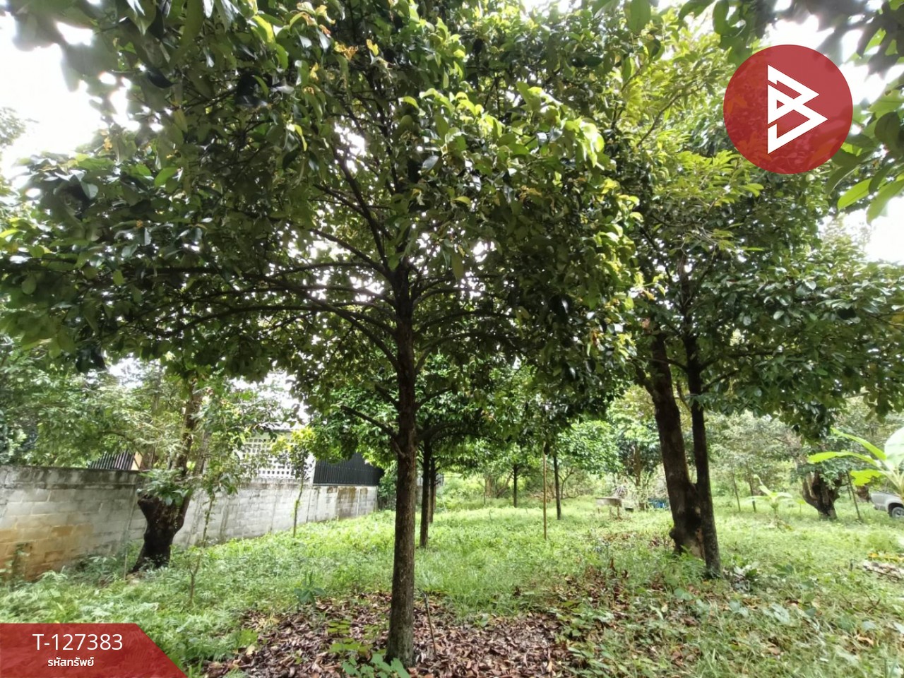 ขายที่ดินพร้อมสวน เนื้อที่ 2 งาน บ้านแลง ระยอง 8