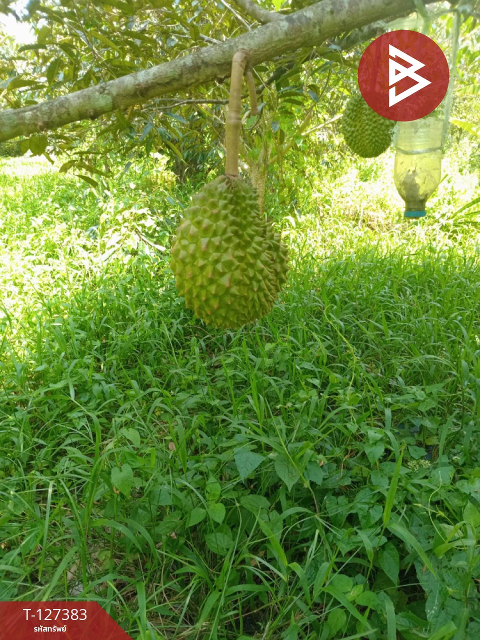 ขายที่ดินพร้อมสวน เนื้อที่ 2 งาน บ้านแลง ระยอง 13