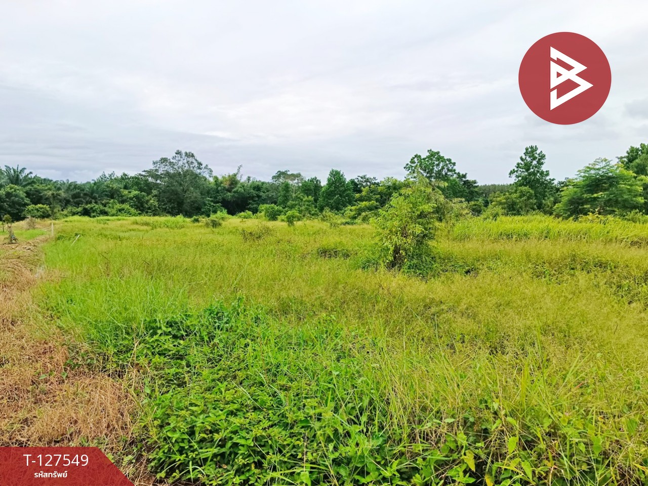 ขายที่ดิน เนื้อที่ 10 ไร่ 3 งาน 96 ตร.วา ท่ากุ่ม ตราด 4