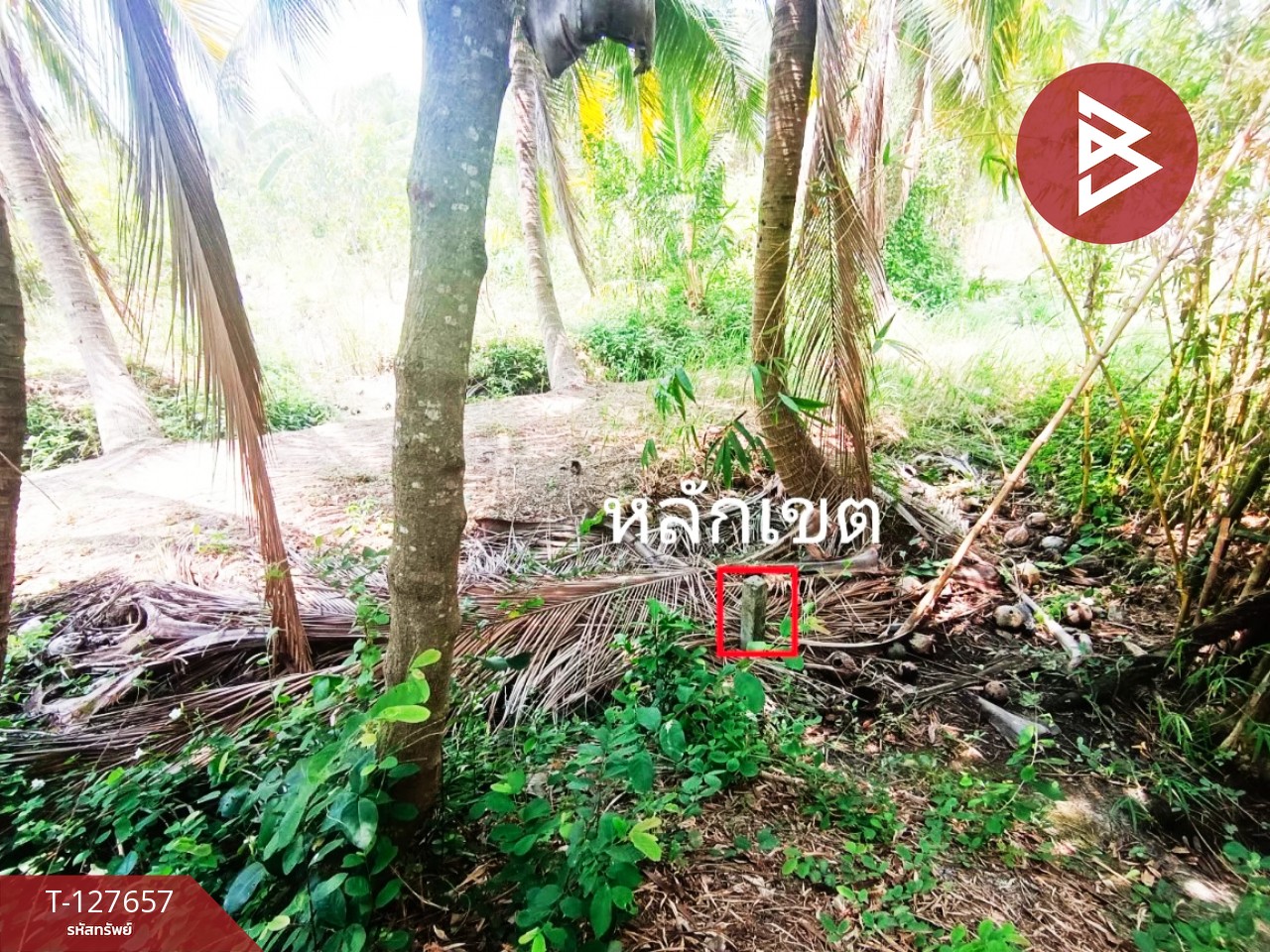 ขายที่ดิน เนื้อที่ 2 งาน 14 ตร.วา บ้านปรก สมุทรสงคราม 9