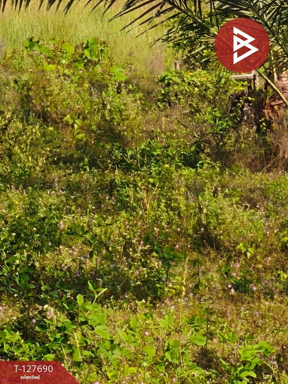 ขายที่ดินพร้อมสวน เนื้อที่ 30 ไร่ 3 งาน 86 ตร.วา หล่มสัก เพชรบูรณ์ 14