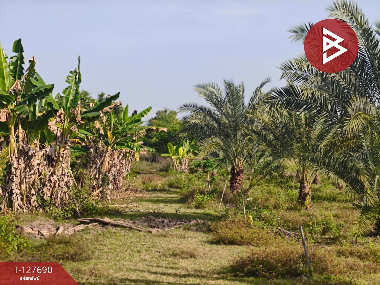 ขายที่ดินพร้อมสวน เนื้อที่ 30 ไร่ 3 งาน 86 ตร.วา หล่มสัก เพชรบูรณ์ 6