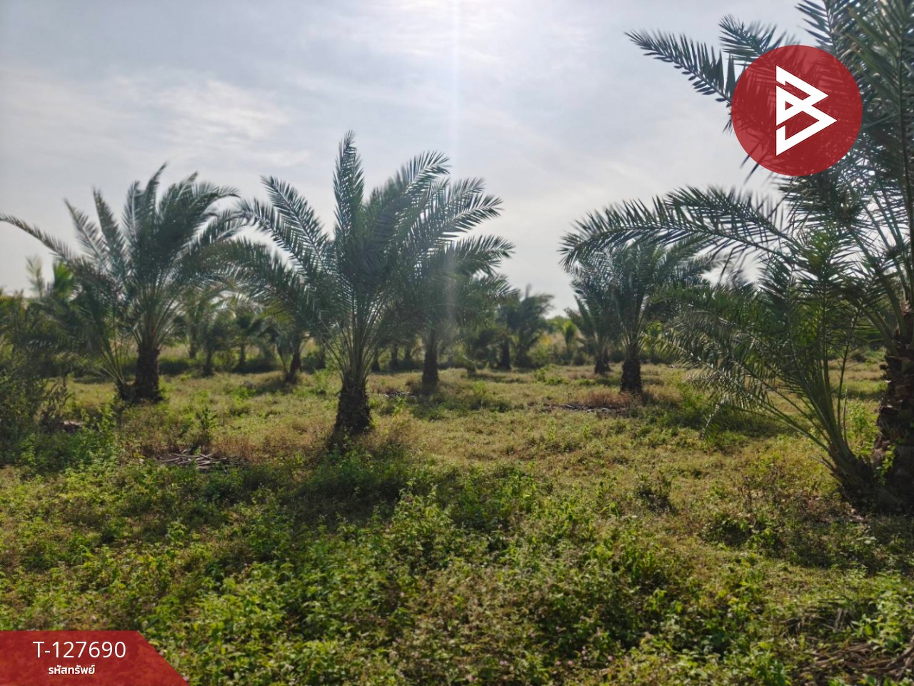 ขายที่ดินพร้อมสวน เนื้อที่ 30 ไร่ 3 งาน 86 ตร.วา หล่มสัก เพชรบูรณ์ 3