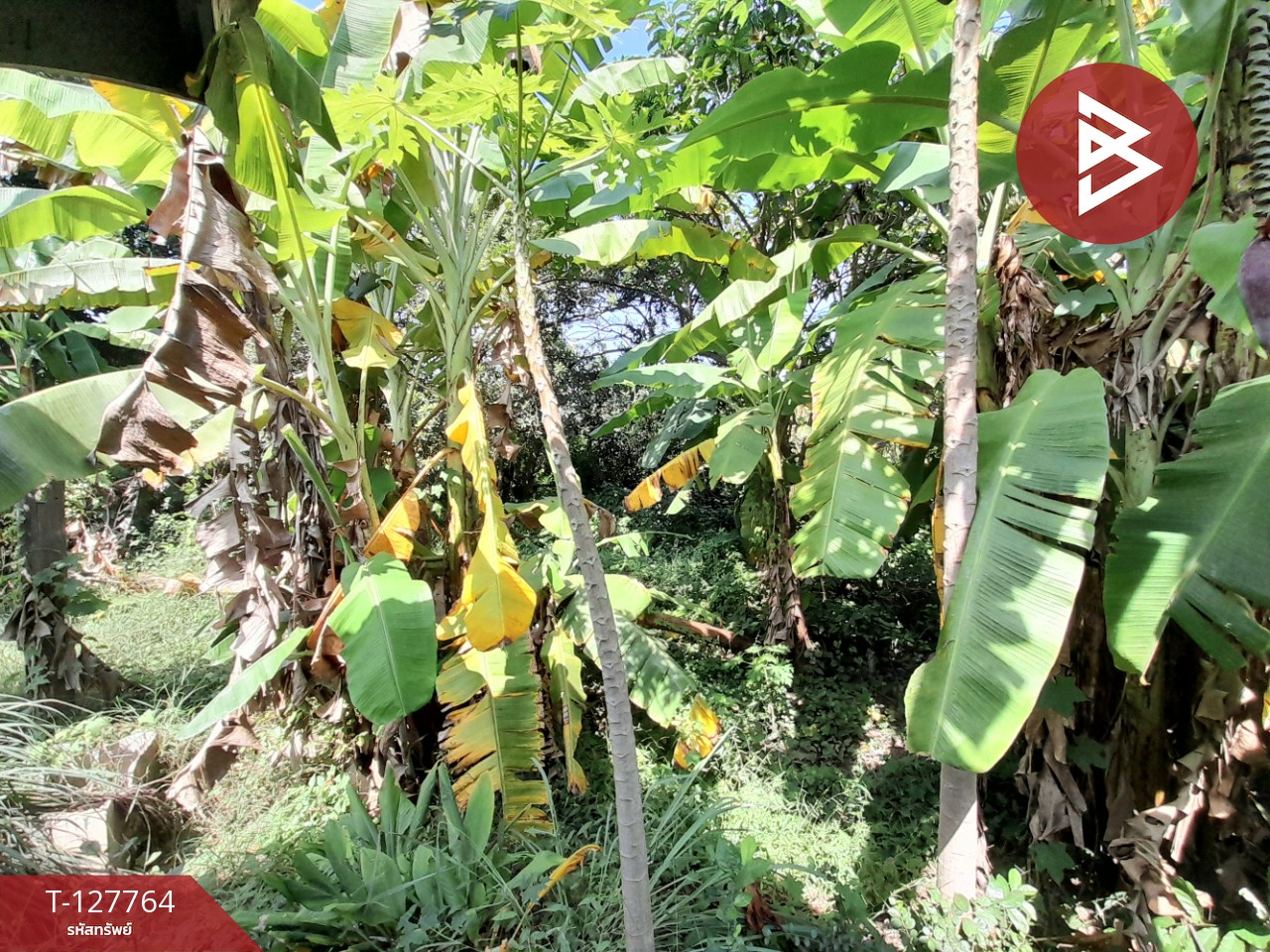 ขายด่วนบ้านเดี่ยวพร้อมที่ดิน เนื้อที่ 6 ไร่ 1 งาน 49 ตารางวา บ้านโป่ง ราชบุรี 9