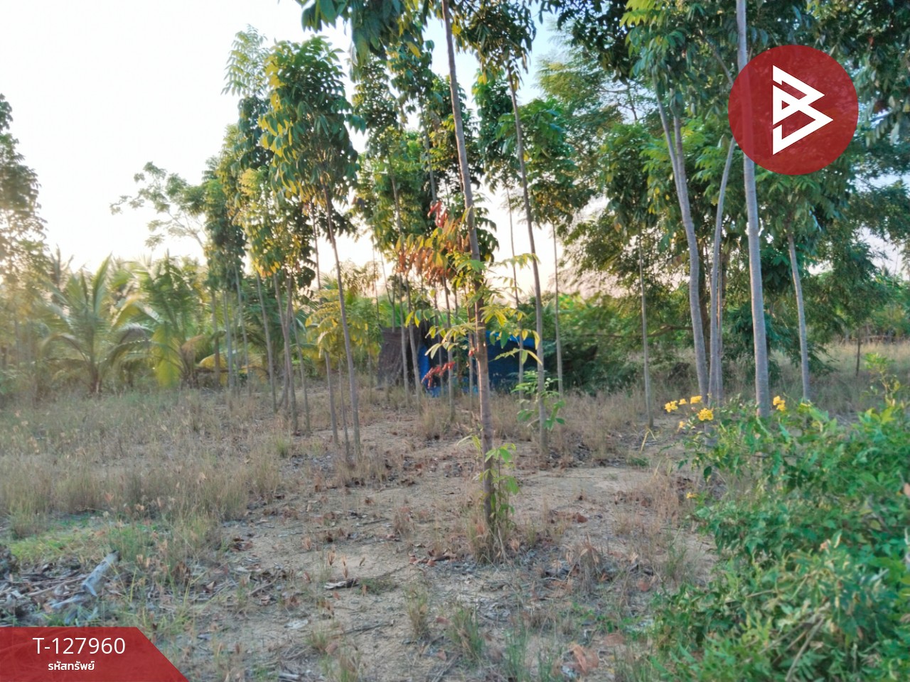 ขายที่ดิน เนื้อที่ 2 ไร่ 83.4 ตร.วา สามพราน นครปฐม 3