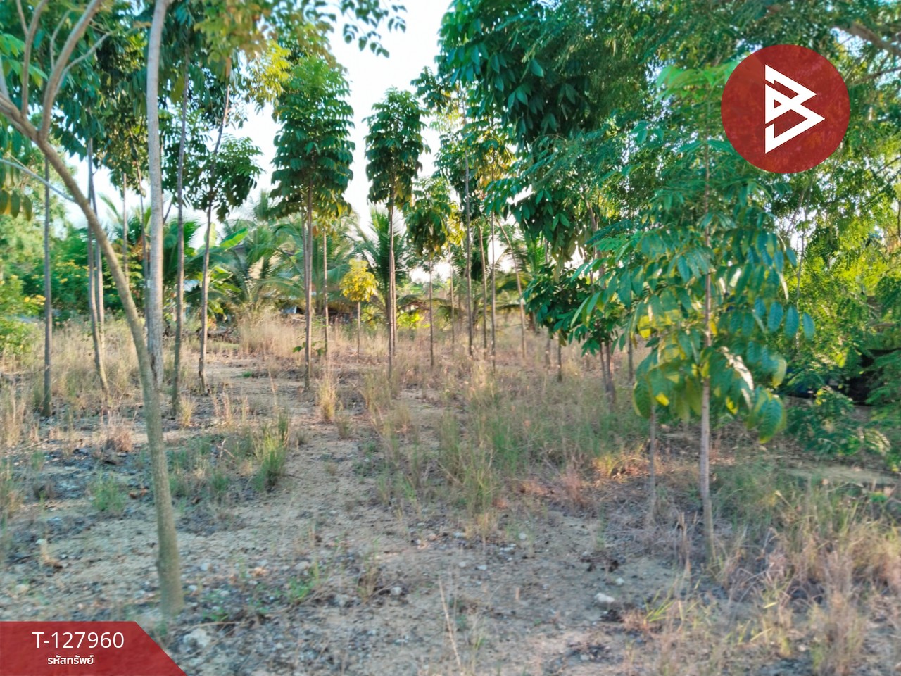 ขายที่ดิน เนื้อที่ 2 ไร่ 83.4 ตร.วา สามพราน นครปฐม 4