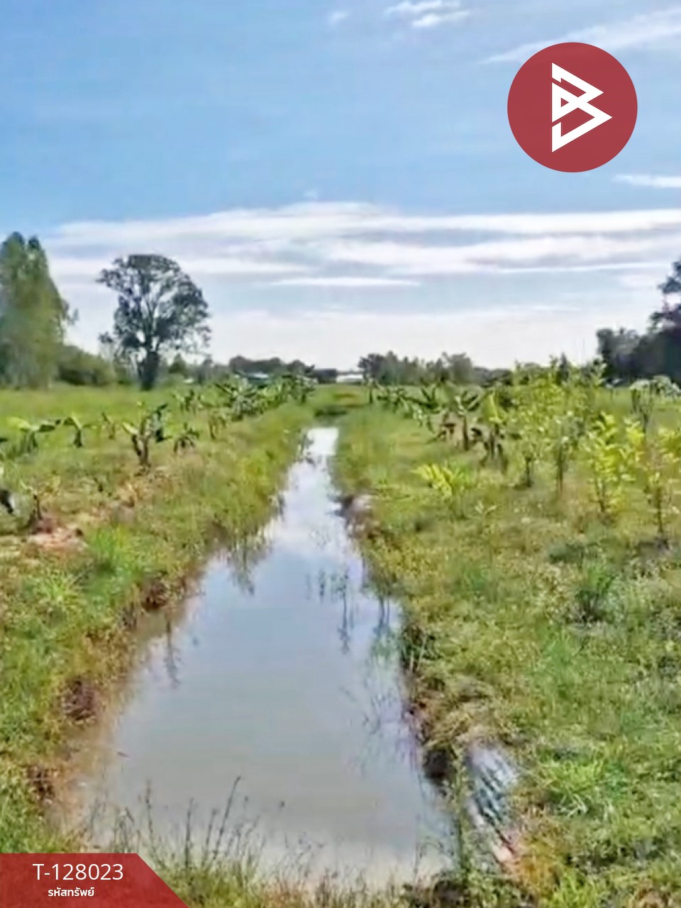 ขายที่ดิน เนื้อที่ 13 ไร่ 1 งาน 16.4 ตร.วา หนองเรือ ขอนแก่น 7