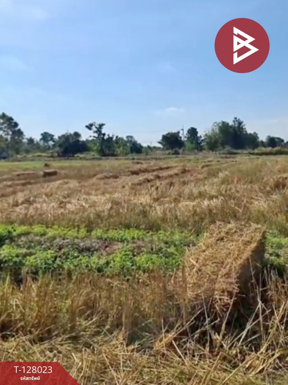 ขายที่ดิน เนื้อที่ 13 ไร่ 1 งาน 16.4 ตร.วา หนองเรือ ขอนแก่น 12