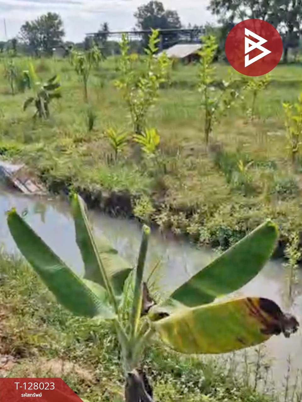 ขายที่ดิน เนื้อที่ 13 ไร่ 1 งาน 16.4 ตร.วา หนองเรือ ขอนแก่น 9