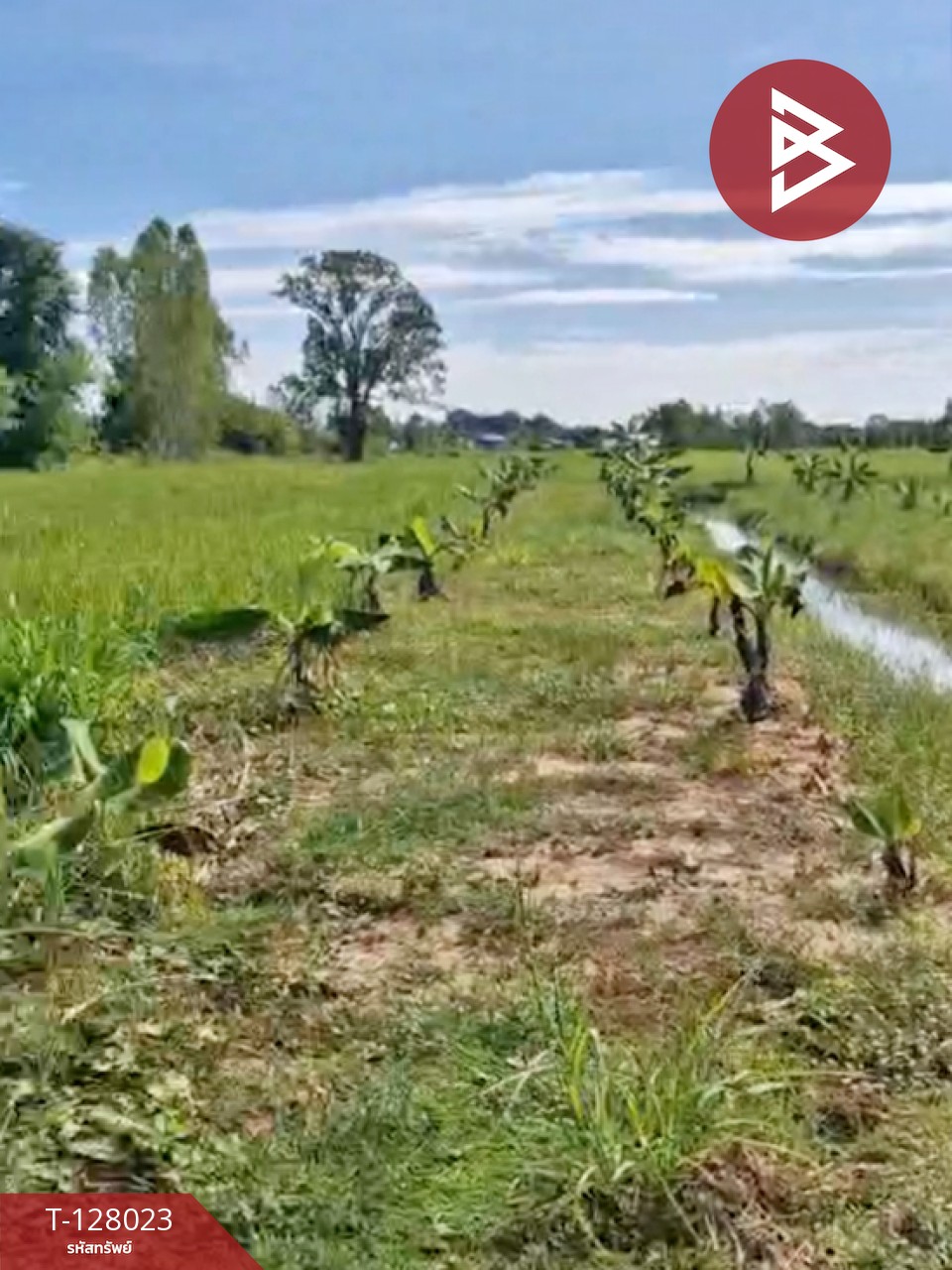 ขายที่ดิน เนื้อที่ 13 ไร่ 1 งาน 16.4 ตร.วา หนองเรือ ขอนแก่น 10