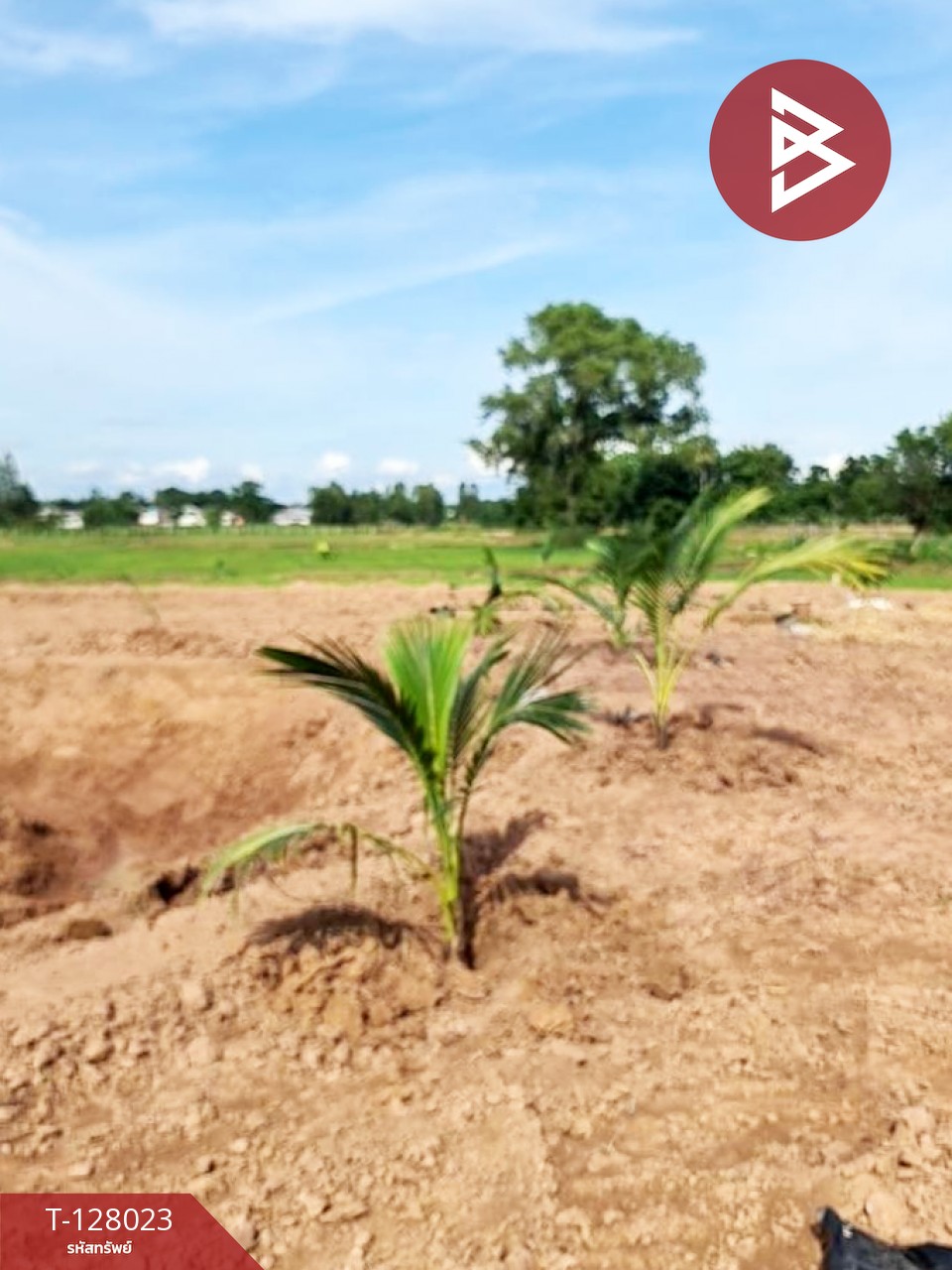 ขายที่ดิน เนื้อที่ 13 ไร่ 1 งาน 16.4 ตร.วา หนองเรือ ขอนแก่น 8