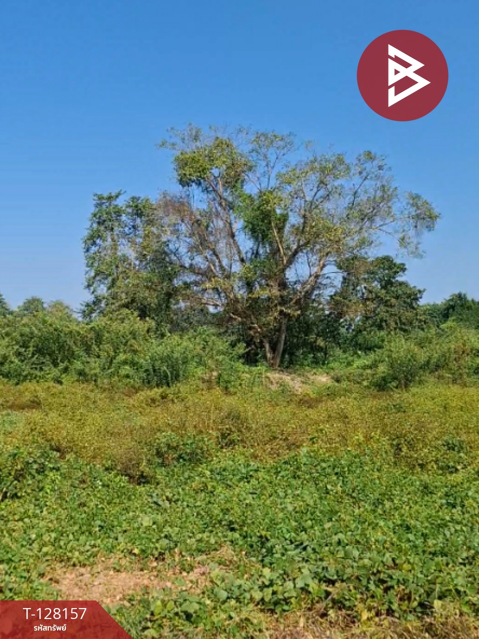 ขายที่ดินพร้อมสิ่งปลูกสร้าง เนื้อที่ 67 ไร่ 1 งาน 51 ตารางวา ป่าอ้อดอนชัย เชียงราย 3