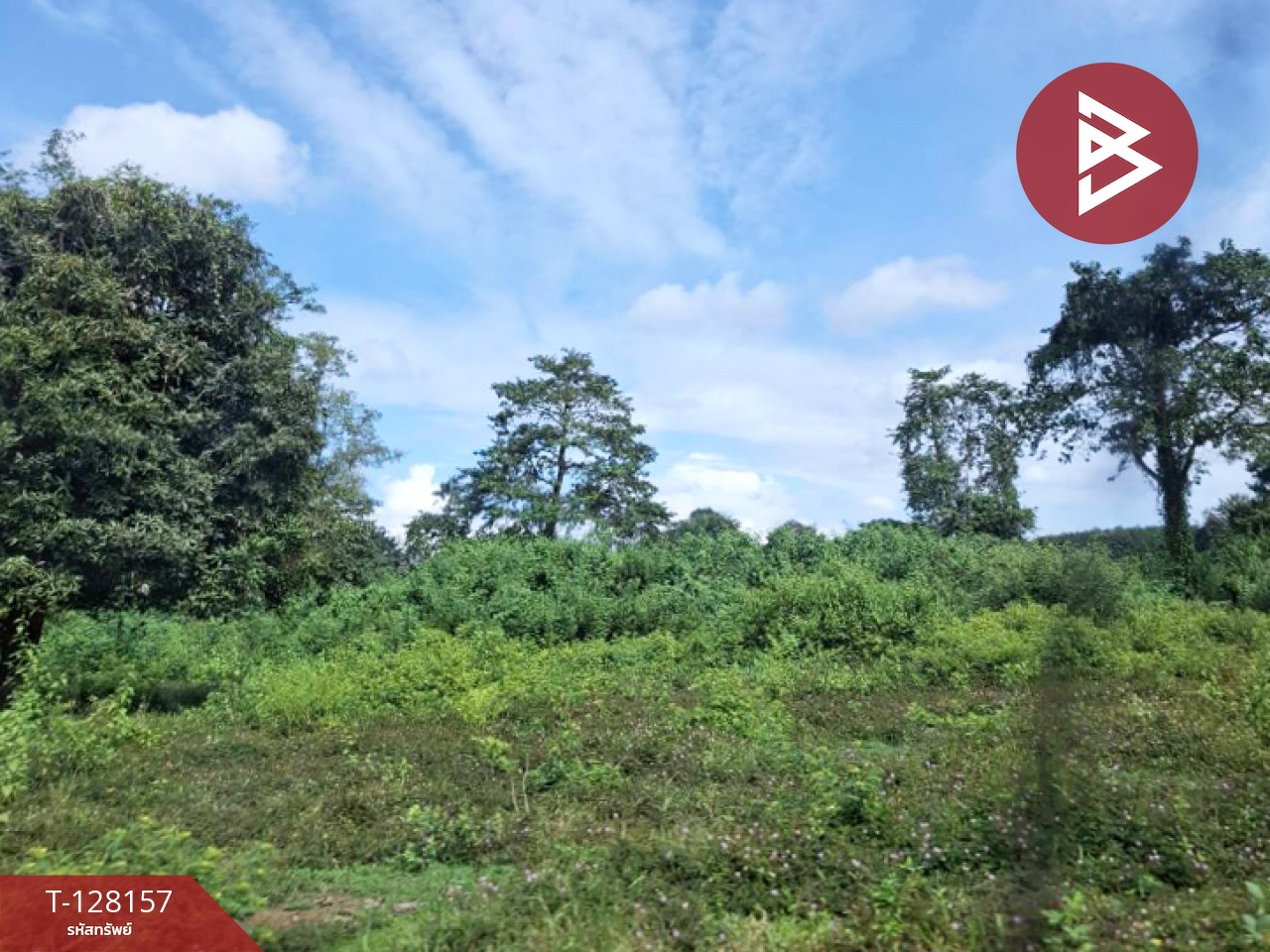 ขายที่ดินพร้อมสิ่งปลูกสร้าง เนื้อที่ 67 ไร่ 1 งาน 51 ตารางวา ป่าอ้อดอนชัย เชียงราย 2