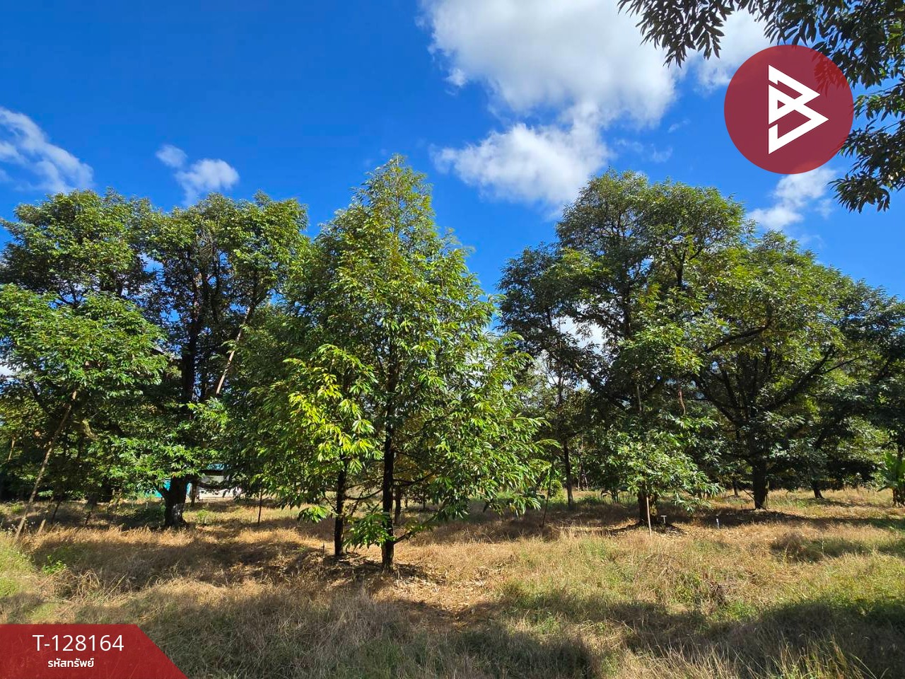 ขายที่ดินพร้อมสวน เนื้อที่ 20 ไร่ 71.4 ตร.วา เขาคิชฌกูฏ จันทบุรี 8