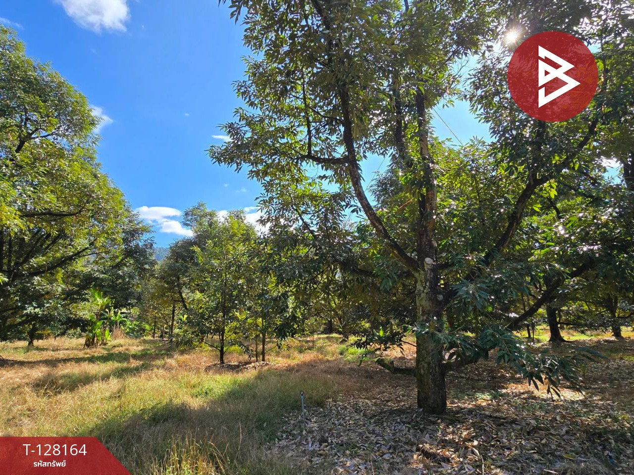 ขายที่ดินพร้อมสวน เนื้อที่ 20 ไร่ 71.4 ตร.วา เขาคิชฌกูฏ จันทบุรี 10