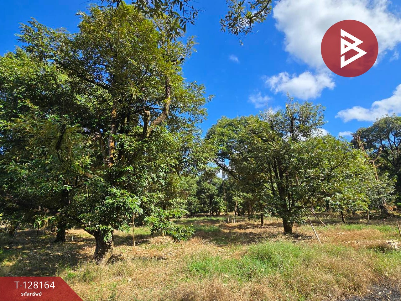 ขายที่ดินพร้อมสวน เนื้อที่ 20 ไร่ 71.4 ตร.วา เขาคิชฌกูฏ จันทบุรี 11