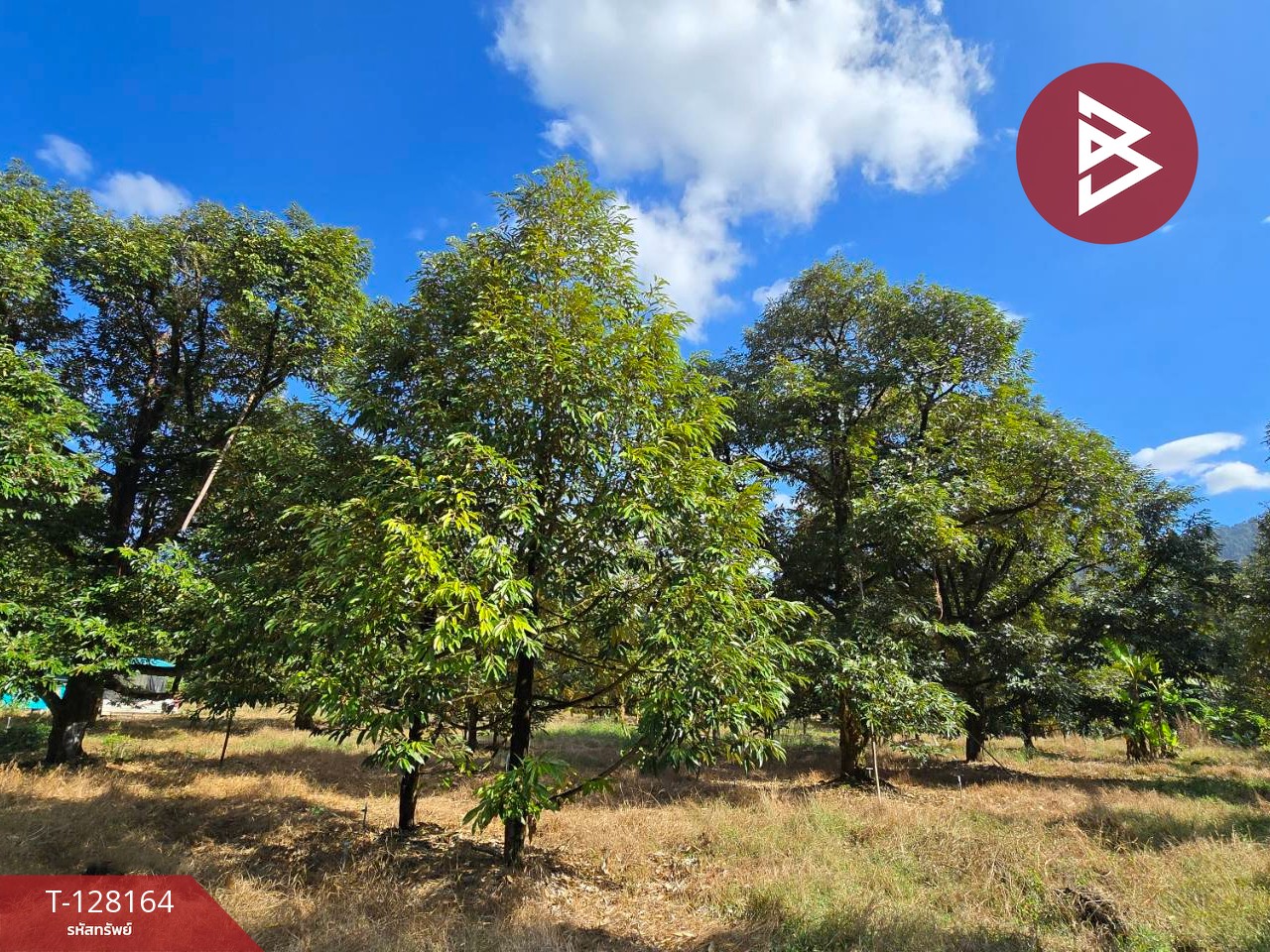 ขายที่ดินพร้อมสวน เนื้อที่ 20 ไร่ 71.4 ตร.วา เขาคิชฌกูฏ จันทบุรี 7