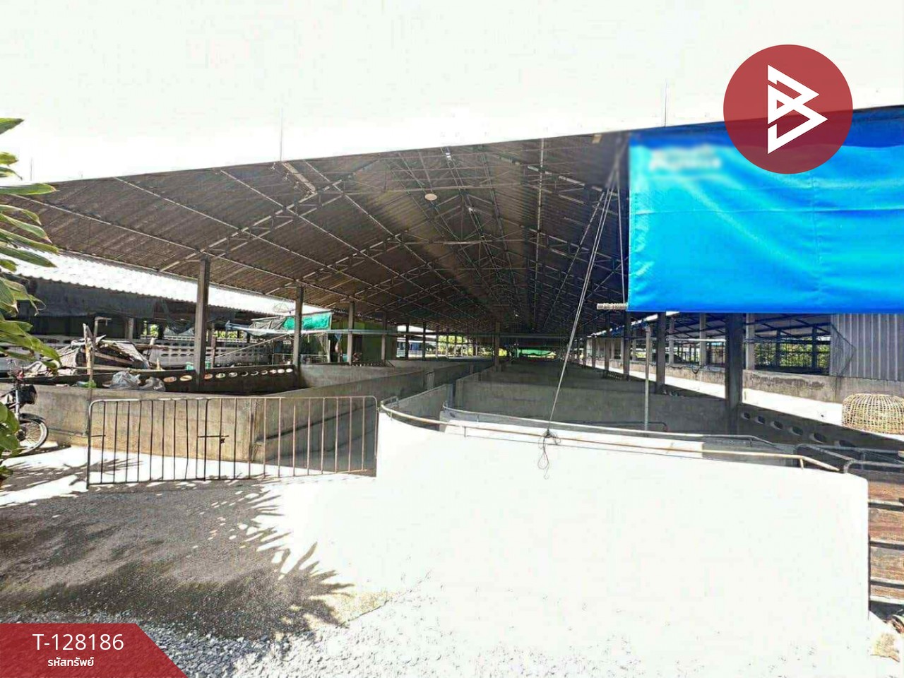 ขายด่วนที่ดินพร้อมสิ่งปลูกสร้าง เนื้อที่ 3 ไร่ 3 งาน 97.2 ตารางวา สามพราน นครปฐม 5