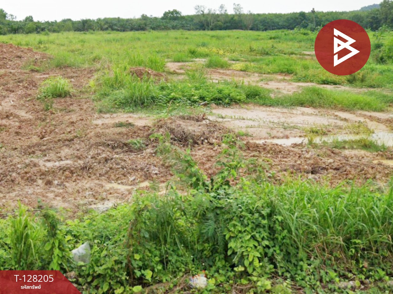 ขายที่ดิน เนื้อที่ 16 ไร่ 3 งาน 80.5 ตร.วา แกลง ระยอง 1