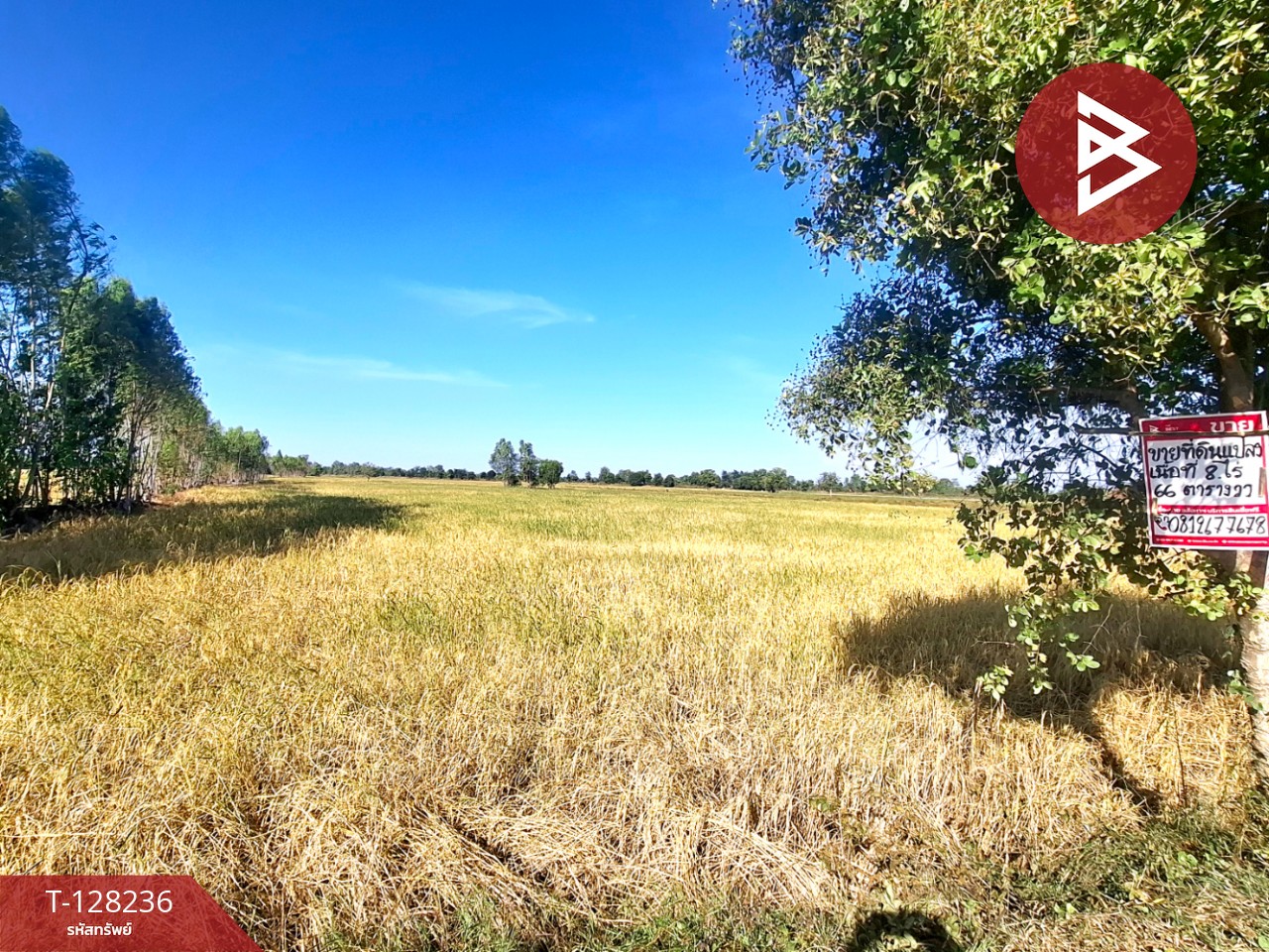 ขายที่ดิน เนื้อที่ 8 ไร่ 66 ตร.วา จังหาร ร้อยเอ็ด 6