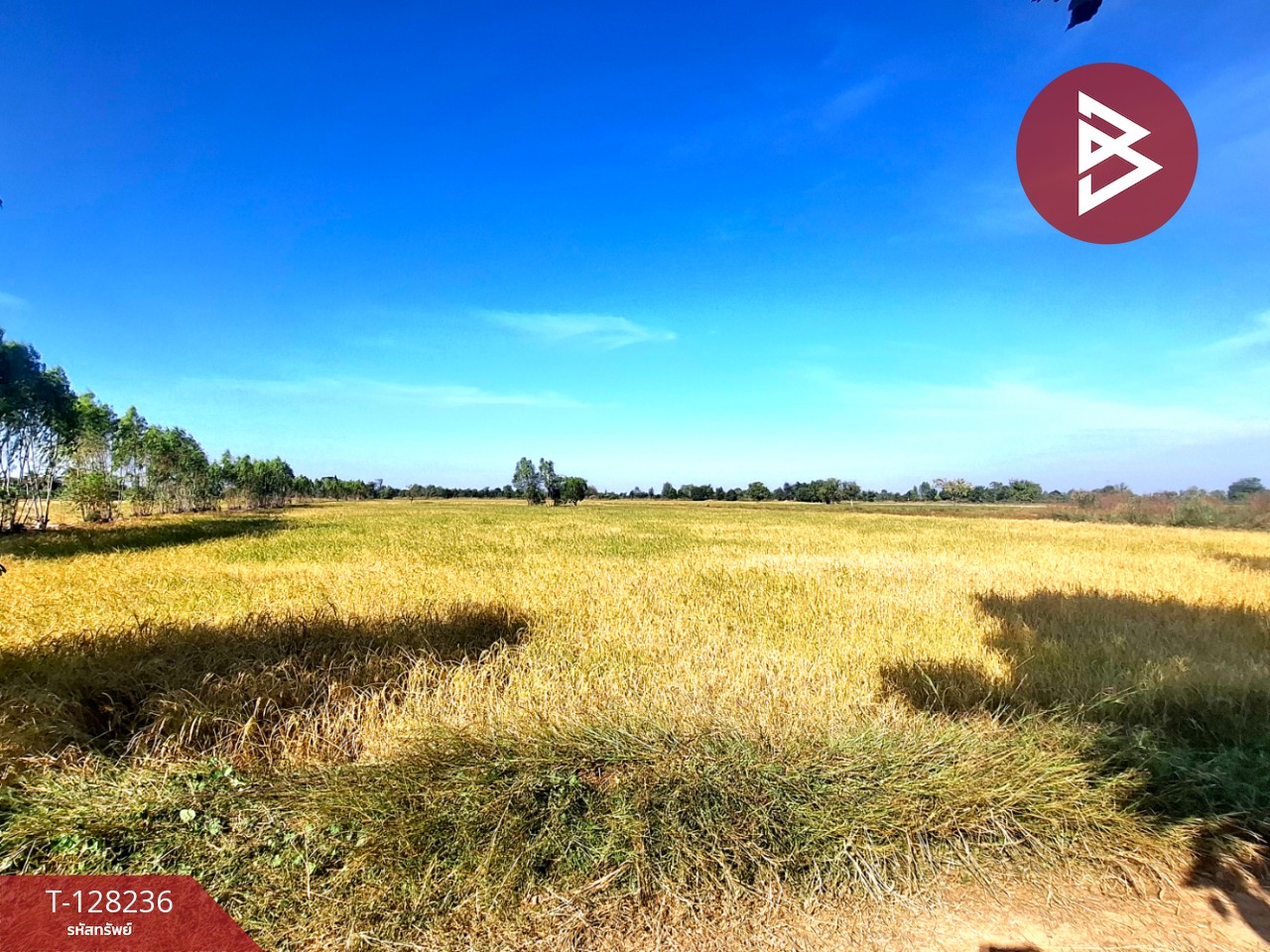 ขายที่ดิน เนื้อที่ 8 ไร่ 66 ตร.วา จังหาร ร้อยเอ็ด 7