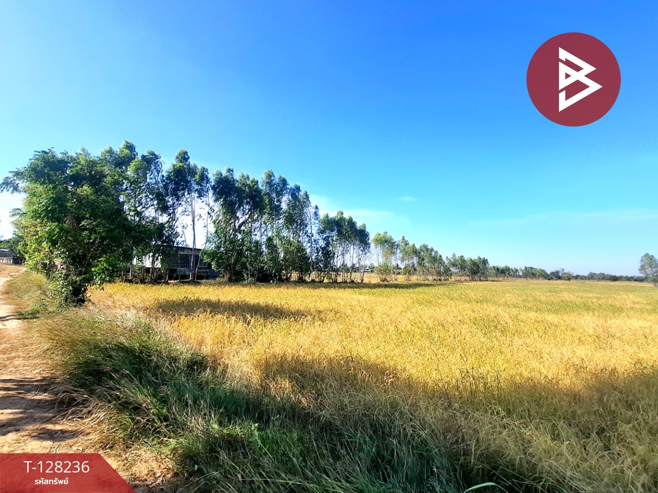 ขายที่ดิน เนื้อที่ 8 ไร่ 66 ตร.วา จังหาร ร้อยเอ็ด 11