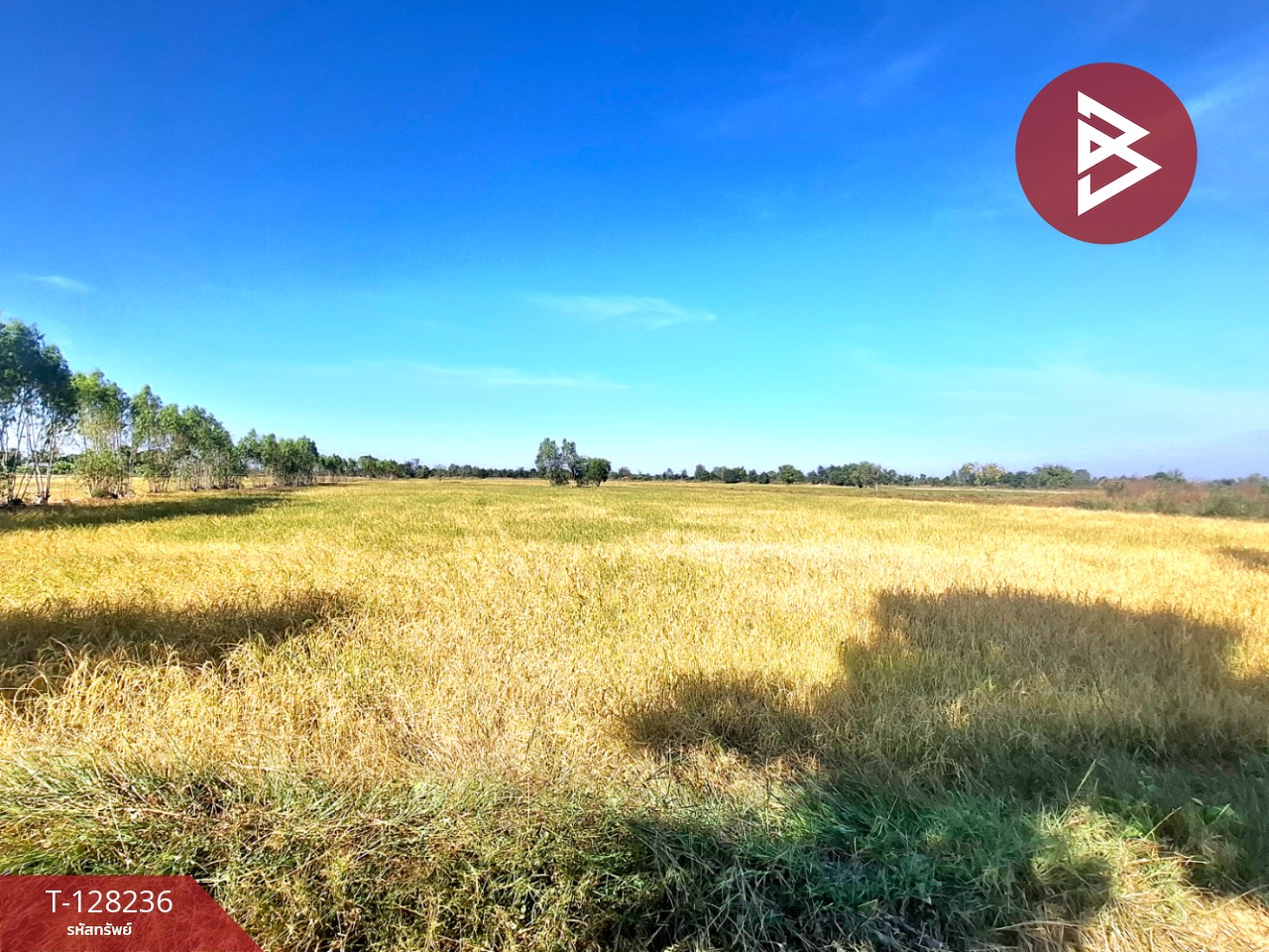 ขายที่ดิน เนื้อที่ 8 ไร่ 66 ตร.วา จังหาร ร้อยเอ็ด 9