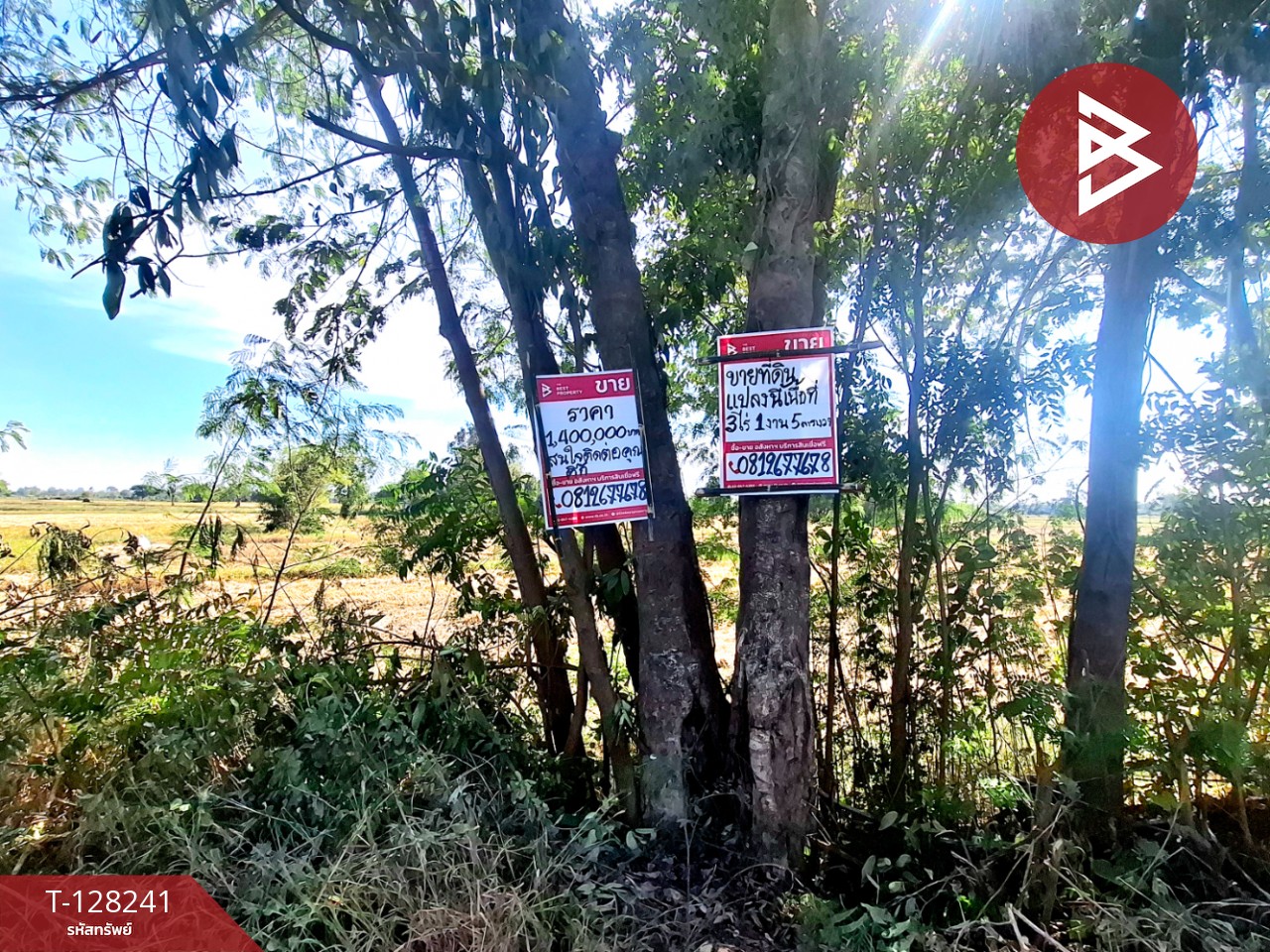 ขายที่ดิน เนื้อที่ 3 ไร่ 1 งาน 5 ตร.วา จังหาร ร้อยเอ็ด 1