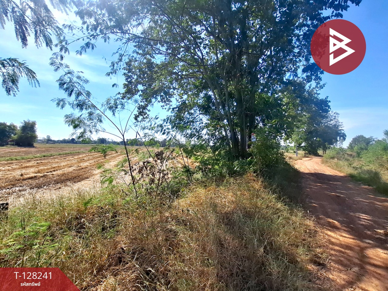 ขายที่ดิน เนื้อที่ 3 ไร่ 1 งาน 5 ตร.วา จังหาร ร้อยเอ็ด 2