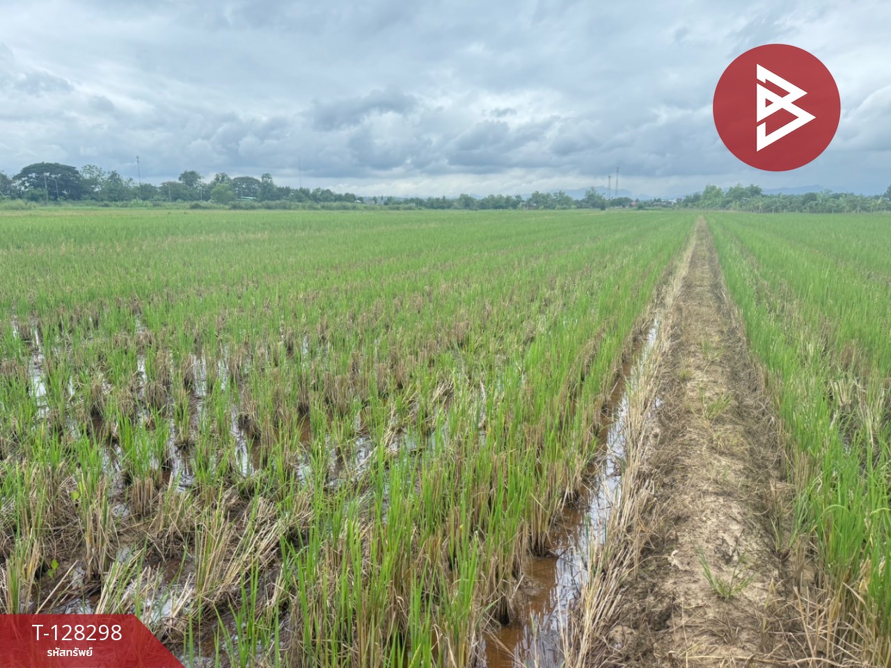 ขายที่ดิน เนื้อที่ 4 ไร่ 50.3 ตร.วา แม่แตง เชียงใหม่ 7