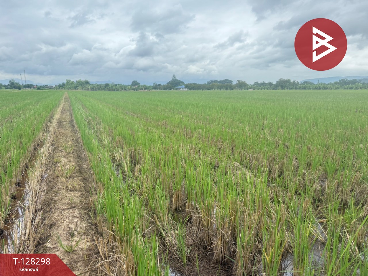 ขายที่ดิน เนื้อที่ 4 ไร่ 50.3 ตร.วา แม่แตง เชียงใหม่ 8