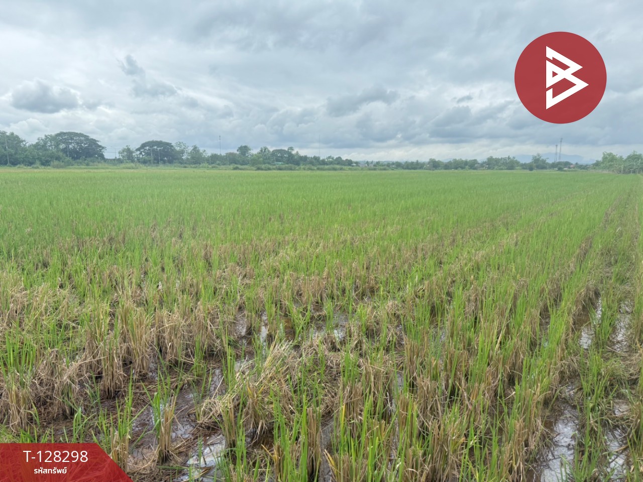 ขายที่ดิน เนื้อที่ 4 ไร่ 50.3 ตร.วา แม่แตง เชียงใหม่ 6