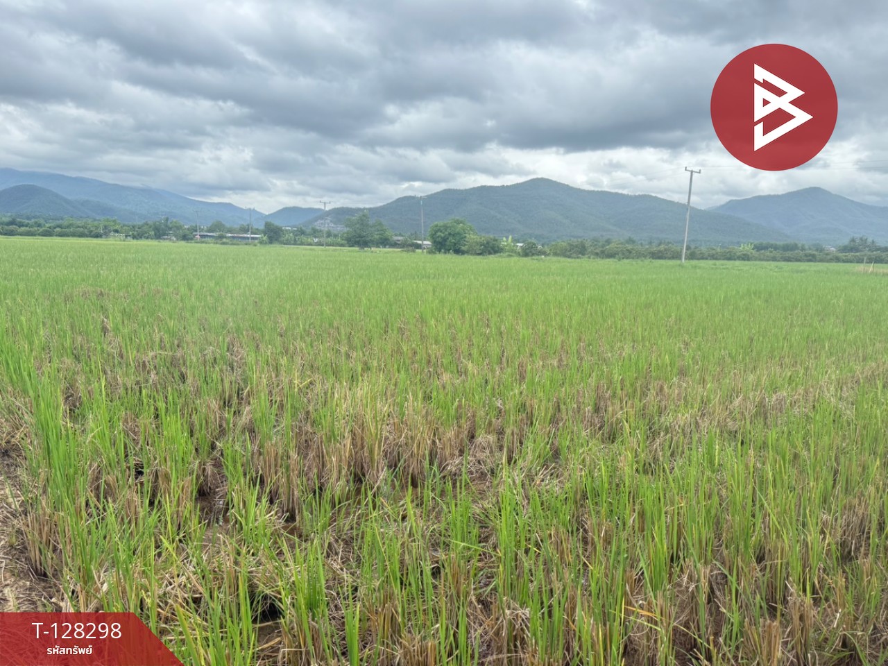 ขายที่ดิน เนื้อที่ 4 ไร่ 50.3 ตร.วา แม่แตง เชียงใหม่ 5