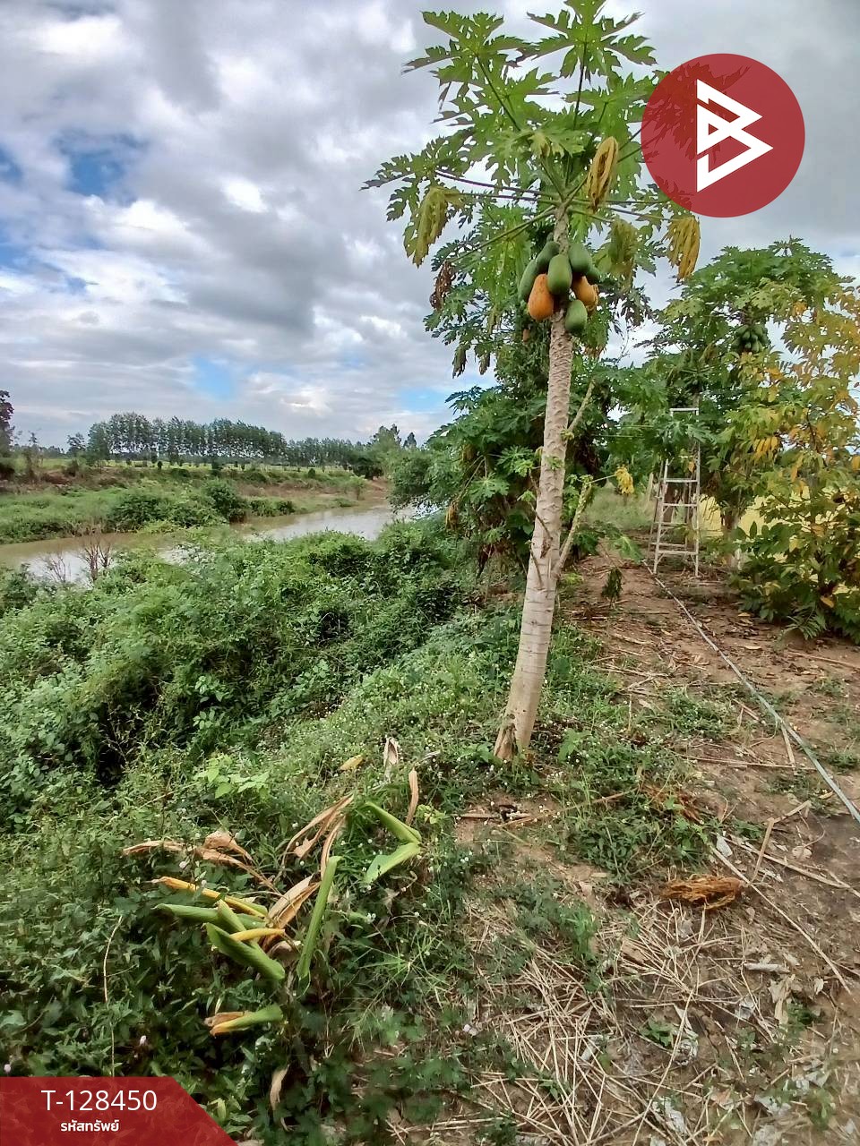 ขายที่ดิน เนื้อที่ 21 ไร่ 2 ตร.วา บึงสามพัน เพชรบูรณ์ 8