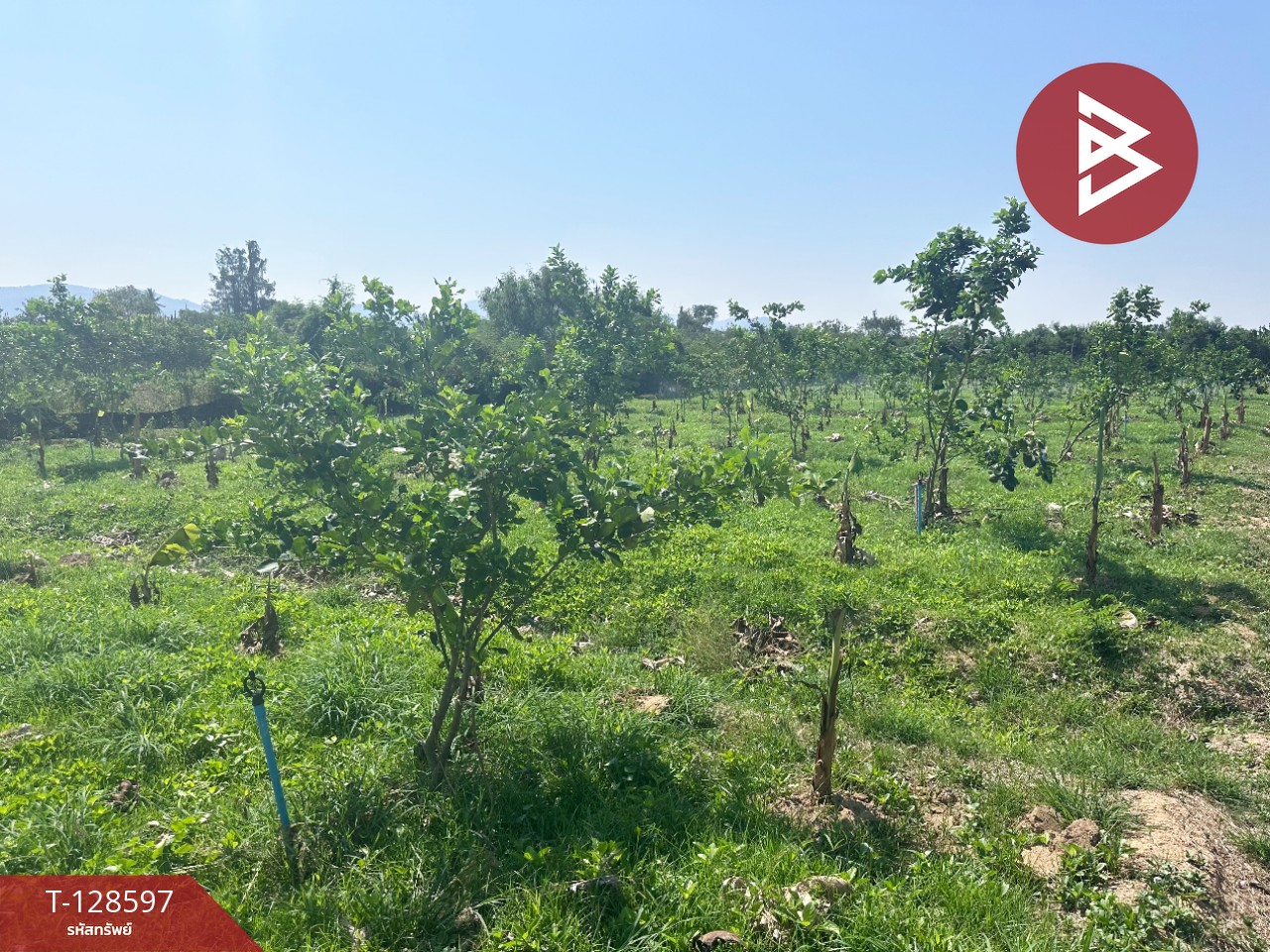 ขายที่ดินพร้อมสิ่งปลูกสร้าง เนื้อที่ 8 ไร่ 2 งาน 91 ตร.วา ท่ายาง เพชรบุรี 11